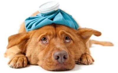 Οι 10 πιο Συχνές Ασθένειες Σκύλων