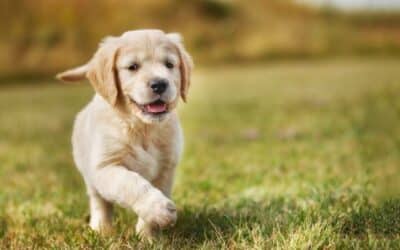 Πληροφορίες για κουτάβια 8-12 εβδομάδων (αναλυτικός οδηγός)