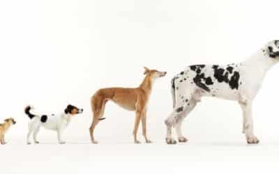 Η Ιστορία της Εξημέρωσης