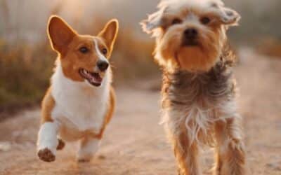 59 Απλές Συμβουλές για τους ιδιοκτήτες σκύλων (βασισμένα σε πραγματικά γεγονότα)