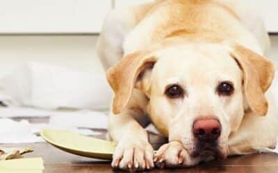 26 Γρήγοροι & Εύκολοι Τρόποι να Μην Πλήττει ο Σκύλος σας