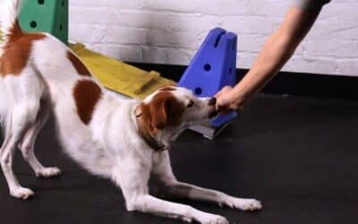 10 Τρόποι να του Χαρίσετε Περισσότερη Πνευματική Διέγερση