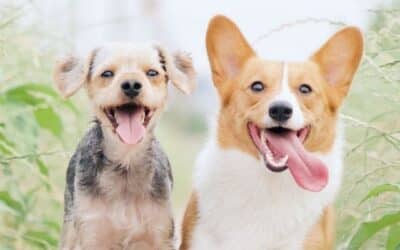 Online περιοδικό CricksyDog 24 Τι είναι οι ράτσες σκύλων; Ποια είναι η καταγωγή τους;