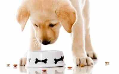 Online περιοδικό CricksyDog 23 Πόσο πρέπει να ταΐζετε το κουτάβι σας (πλήρης οδηγός)