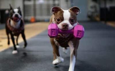 Online περιοδικό CricksyDog 18 Απώλεια Βάρους για τα Παχύσαρκα Σκυλιά (πλήρης οδηγός)