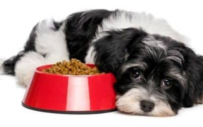 Online περιοδικό CricksyDog 17 Γιατί δεν Τρώει ο Σκύλος μου?