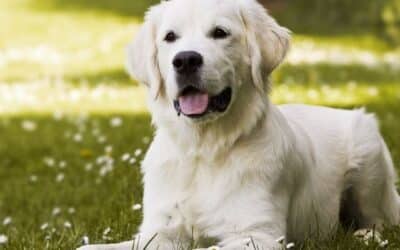 Πληροφορίες για κουτάβια 3-6 μηνών (αναλυτικός οδηγός)