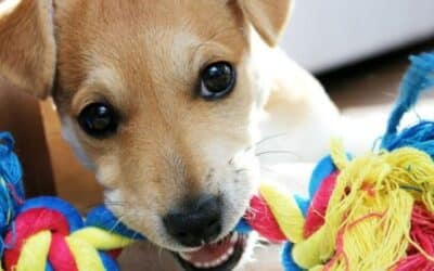 7 Οφέλη του τακτικού παιχνιδιού με το σκυλί σας