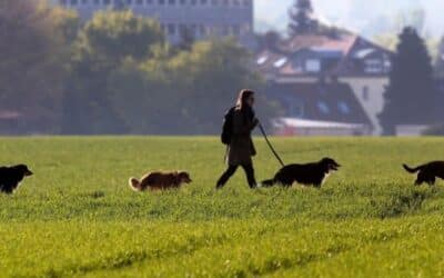 5 Λόγοι για να Βγάζετε Καθημερινά τον Σκύλο σας Βόλτα