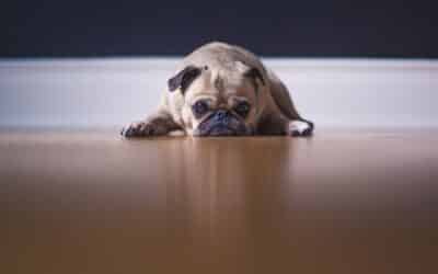 Γιατί τα Σκυλιά Τρίβουν τα Οπίσθια τους στο Πάτωμα?