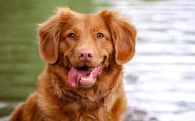 5 Τρόποι να Μεγαλώσετε έναν Σκύλο με Αυτοπεποίθηση