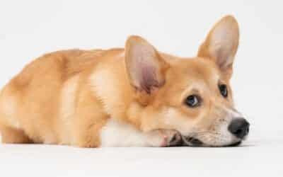 Online περιοδικό CricksyDog 17 Επηρεάζει το άγχος σας το κατοικίδιό σας; Η επιστήμη απαντάει Ναι!