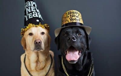 16 Συμβουλές για να Προστατεύσετε τα Κατοικίδια σας με Ασφάλεια την Παραμονή της Πρωτοχρονιάς