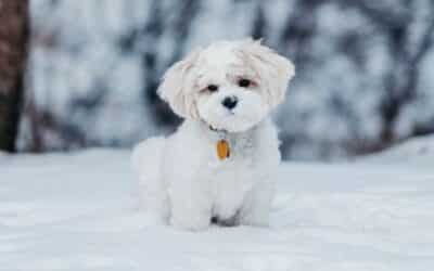 Ασφάλεια Κατοικιδίων στις Χειμερινές Διακοπές