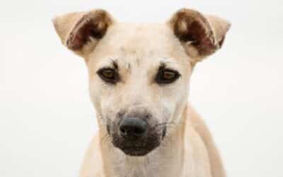 Εάν η Ράτσα του Σκύλου σας Βρίσκεται σε αυτήν την Λίστα, Βεβαιωθείτε ότι Καθαρίζετε τα Αυτιά τους Κάθε Εβδομάδα!