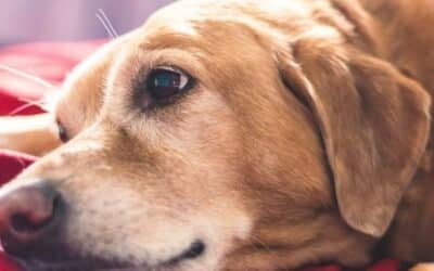 5 Συμβουλές για να Ανακουφίσετε τα Ηλικιωμένα Σκυλιά από τις Αλλεργίες