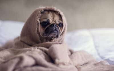 7 Τρόποι που ο Σκύλος σας σας Δείχνει πως είναι Αγχωμένος