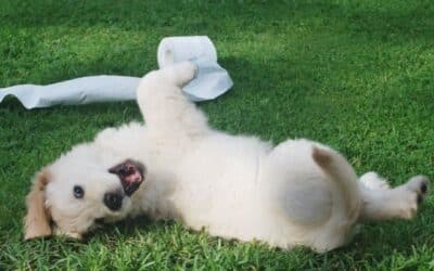 Online περιοδικό CricksyDog 16 Και τα Σκυλιά Παίρνανε Εφηβεία