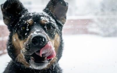 15 Συμβουλές για τη Σωστή Φροντίδα του Σκύλου σας το Χειμώνα