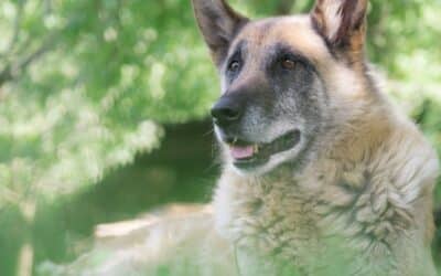 8 Λόγοι για να Υιοθετήσετε ένα Ηλικιωμένο Σκυλί