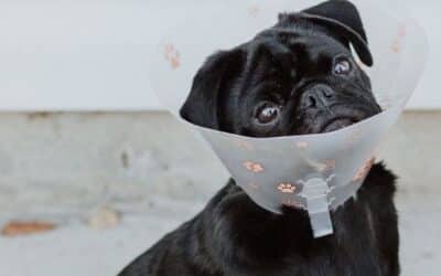 Γιατί τα Σκυλιά Γλείφουν τις Πληγές τους;