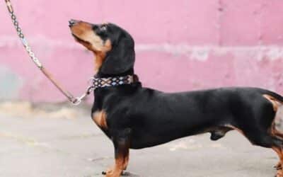 Online περιοδικό CricksyDog 24 Πως έμαθα στο σκύλο μου να σταματήσει να τραβάει το λουρί