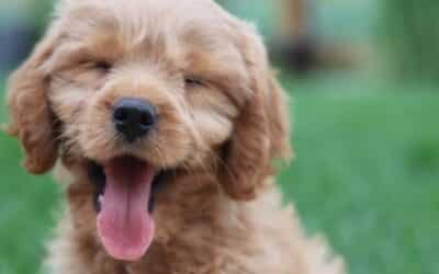 5+1 Τρόποι να Βελτιώσετε τη Ζωή του Σκύλου σας