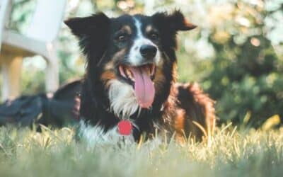 Online περιοδικό CricksyDog 24 Συμβουλές Καλοκαιρινής Περιποίησης: Να τον Κουρέψω ή Να Μην τον Κουρέψω;