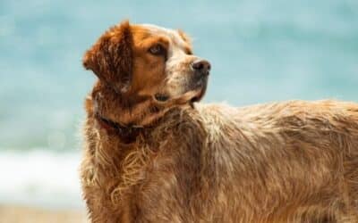 Online περιοδικό CricksyDog 23 5 Εύκολοι Τρόποι να Μην Ζεσταίνεται ο Σκύλος σας Κατά τη Διάρκεια των Καλοκαιρινών Μηνών Χωρίς Κλιματιστικό