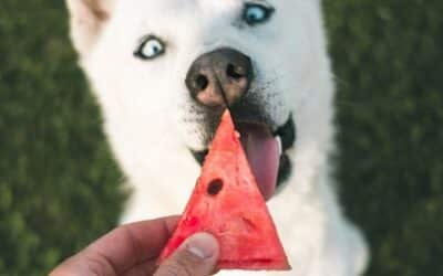 Online περιοδικό CricksyDog 22 12 Εποχιακά Φρούτα & Λαχανικά για να Μοιραστείτε με το Σκυλί σας Αυτό το Καλοκαίρι