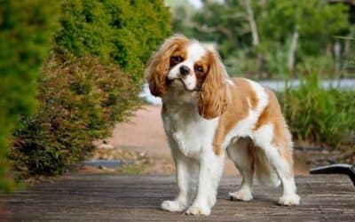 Online περιοδικό CricksyDog 21 7 Ράτσες Σκύλων που Κινδυνεύουν από τον Ήλιο