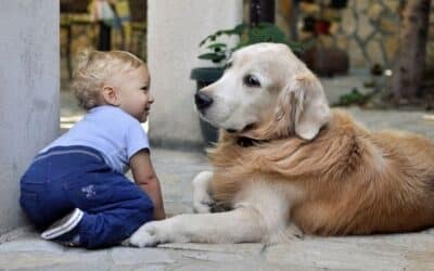 Online περιοδικό CricksyDog 20 Φέρνοντας το μωρό στο σπίτι: συμβουλές για την προσαρμογή του σκύλου σας στο νέο μέλος της οικογένειας