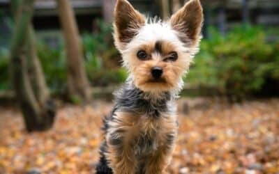 Online περιοδικό CricksyDog 18 8 Αξιολάτρευτες υποαλλεργικές ράτσες για τους γονείς κατοικιδίων με αλλεργίες