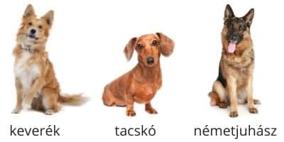 minden kutyafajtának való eledel (1)