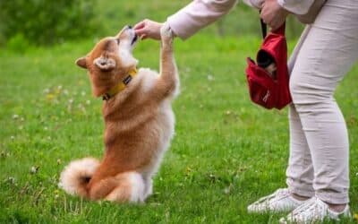 Online περιοδικό CricksyDog 23 Η Προσωπικότητά σας Μπορεί να επηρεάσει τον Τρόπο που ο Σκύλος σας Συμπεριφέρεται