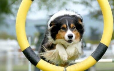 Online περιοδικό CricksyDog 22 10 Εντολές που κάθε Σκύλος Πρέπει να Γνωρίζει