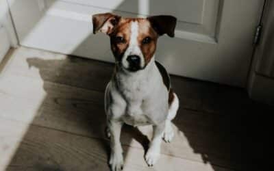 Online περιοδικό CricksyDog 21 13 Λόγοι που Μπερδεύουμε & Αποθαρρύνουμε τους Σκύλους μας