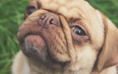 Online περιοδικό CricksyDog 18 Κοιτάζοντας στα Μάτια τον Σκύλου σας Απελευθερώνεται η Ορμόνη της Αγάπης