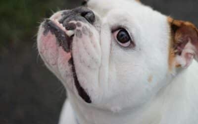 Online περιοδικό CricksyDog 17 5 Τρόποι που ο Σκύλος Διαβάζει τα Συναισθήματά σας