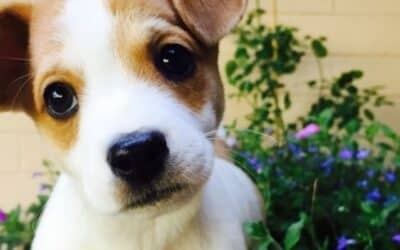 Online περιοδικό CricksyDog 22 Η Πρώτη Βόλτα του Κουταβιού σας