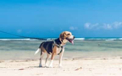 Online περιοδικό CricksyDog 19 Πως να Μην Ζεσταίνετε ο Σκύλος σας τις Καυτές Μέρες του Καλοκαιριού
