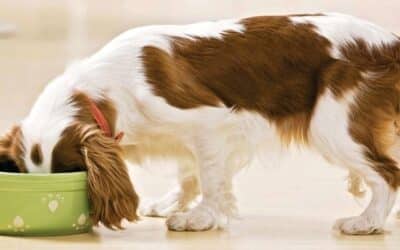 Online περιοδικό CricksyDog 20 Επιλογή Τροφής: Πως να Επιλέξετε τη Σωστή Τροφή για τον Σκύλο σας