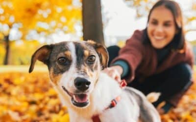 Σκύλος και φθινοπωρινές αλλεργίες: Όταν και ο καλύτερός σου φίλος υποφέρει