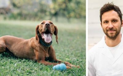 Έχω ένα Ούγγρικο Vizsla σχεδόν ενός έτους. Πότε θα πρέπει να της αλλάξω τροφή για ενήλικα σκυλιά;