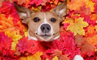 “Φθινοπωρινό wellness: Πώς να φροντίζετε το τρίχωμα και το δέρμα του σκύλου σας στις βροχερές μέρες;” – Συμβουλές και προτάσεις προϊόντων για τη φροντίδα του δέρματος και του τριχώματος των σκύλων το φθινόπωρο