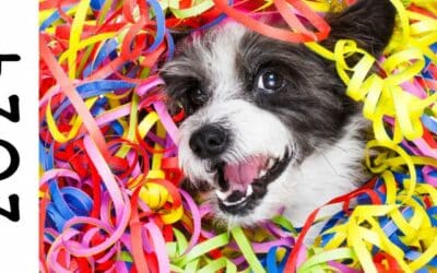 Online περιοδικό CricksyDog 22 5 Σημαντικές Συμβουλές για την Παραμονή της Πρωτοχρονιάς για Ιδιοκτήτες Σκύλων – Προστατεύστε τους Τετράποδους Φίλους μας με την CricksyDog