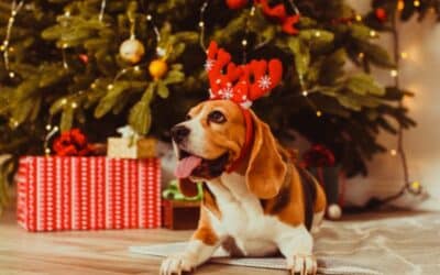 Online περιοδικό CricksyDog 23 CricksyDog Χριστουγεννιάτικες Περιπέτειες: Καλά Χριστούγεννα σε Τέσσερα Πόδια