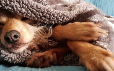 Online περιοδικό CricksyDog 18 Πρόληψη Χειμερινών Ασθενειών στα Σκυλιά: Συμβουλές Ειδικών