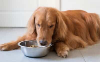 Online περιοδικό CricksyDog 16 Τροφή για Σκύλους το Χειμώνα: Διατροφικές Συμβουλές για τους Κρύους Μήνες