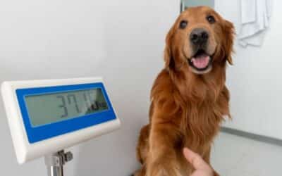 Online περιοδικό CricksyDog 23 Πρόληψη της παχυσαρκίας στα σκυλιά: Οδηγός για την αποφυγή και διαχείριση του υπερβολικού βάρους